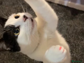 Mixed Breed cats 5 months old cat URGENT NEED OF HOME - Advert 1