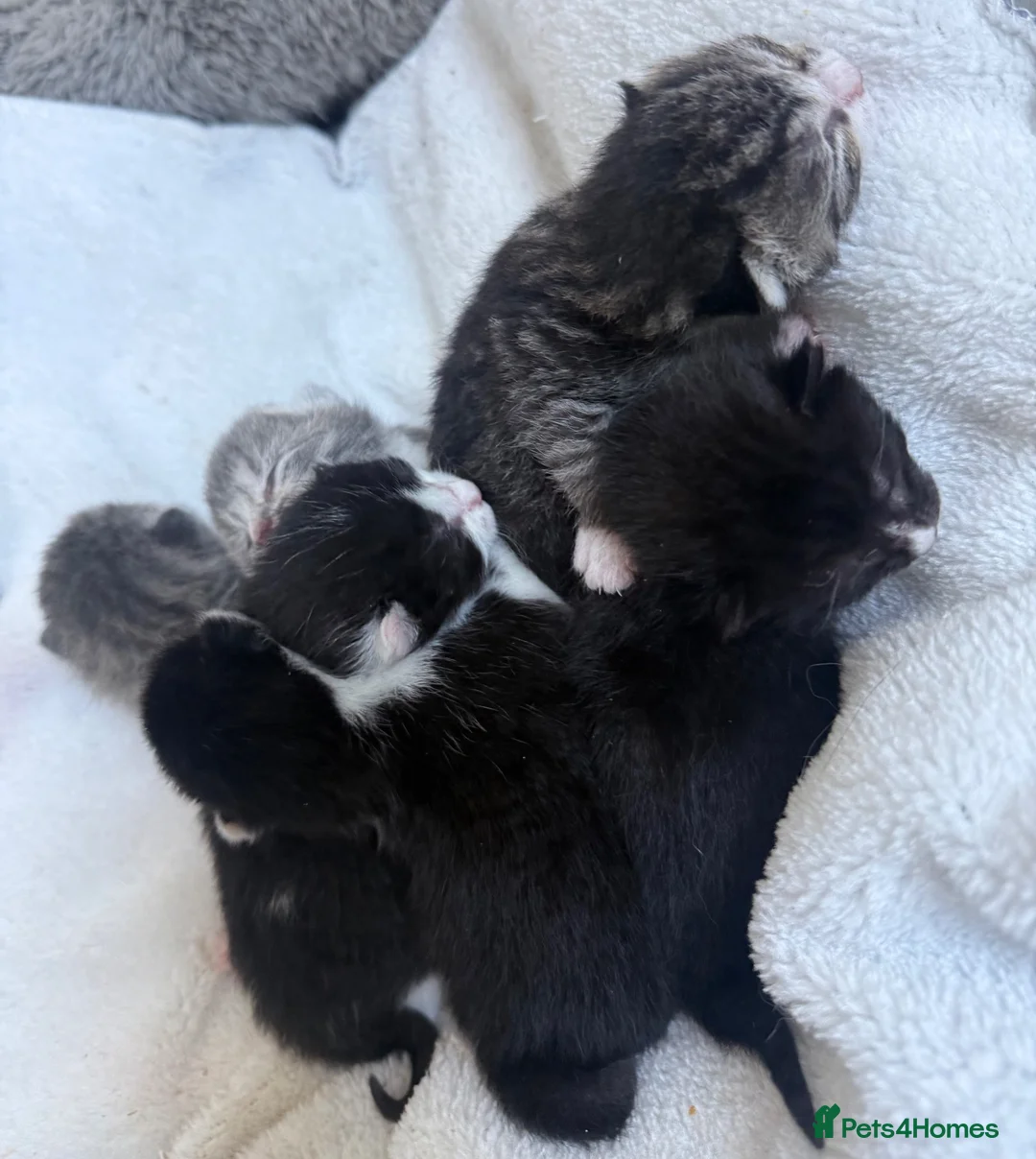 British Shorthair cats for sale: Bsh cross dsh kittens🩷 - Advert 1