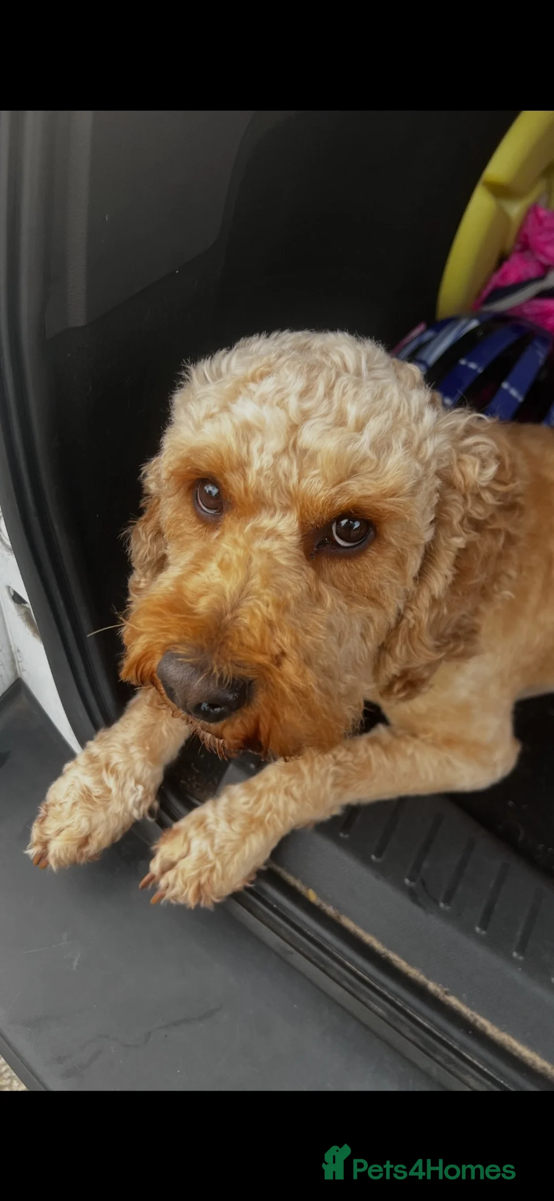 Cockapoo dogs for stud: Cockapoo for stud 🐾 🦁 🩵 - Advert 10