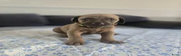 Mixed Breed dogs for sale: Doberman mix  in Nottingham - Advert 13