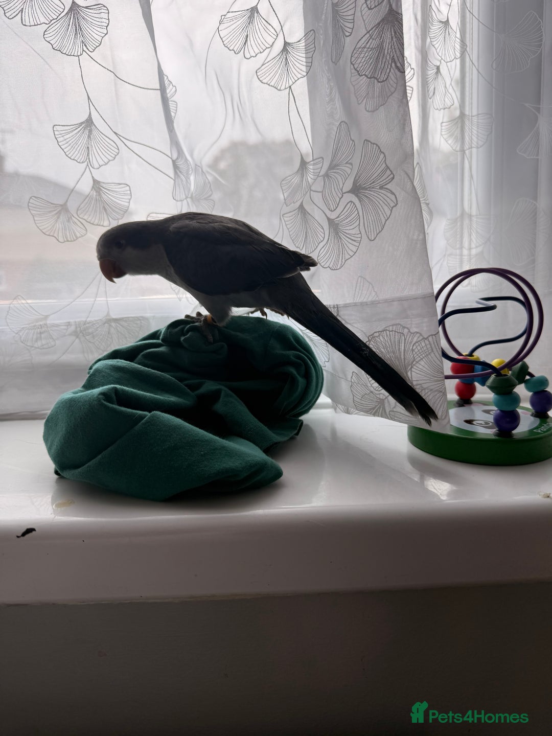Parrots birds for sale: Baby handreared blue Quaker.  - Image 4