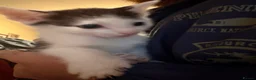 Domestic Shorthair cats for sale: STILL AVAILABLE- 2 black and white kittens  - Advert 25
