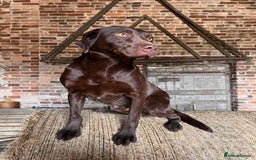 Labrador Retriever dogs for sale: Fully health tested working chocolate Labradors. - Image 11