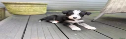 Mixed Breed dogs for sale: Labradoodle × Siberian Husky Puppies - Advert 13