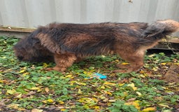 Tibetan Mastiff dogs for stud: Tibetan Mastiff for stud only  - Image 2