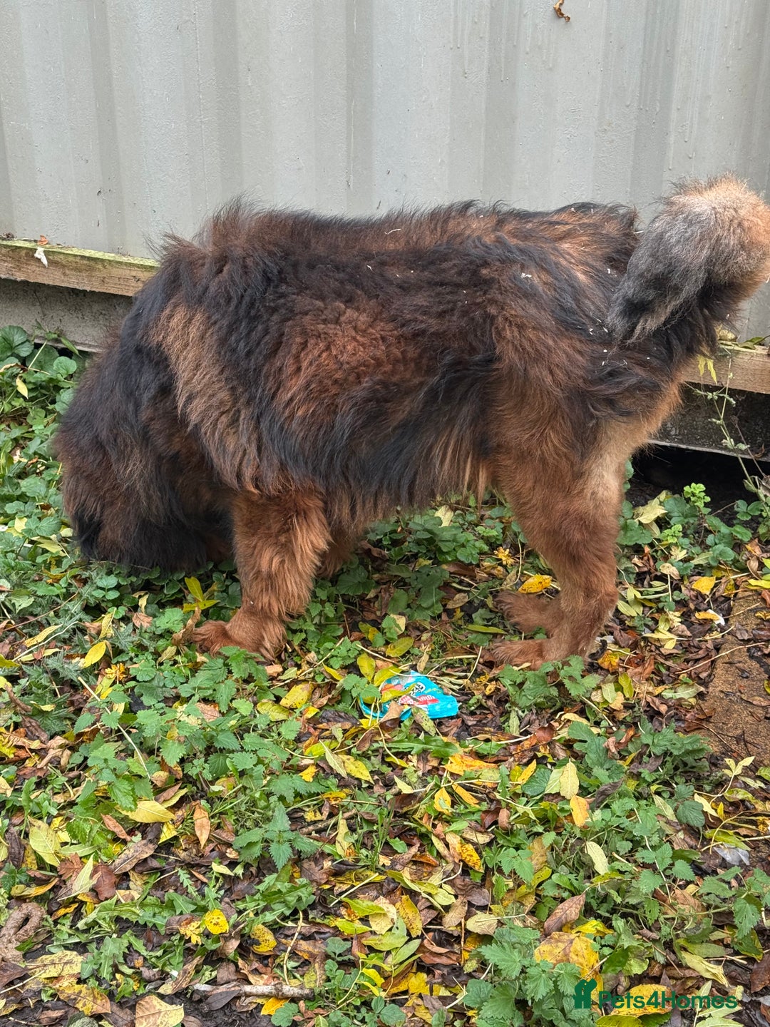 Tibetan Mastiff dogs for stud: Tibetan Mastiff for stud only  - Image 2