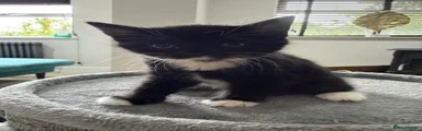 Domestic Shorthair 3