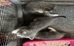 Mixed Breed cats for sale: Beautiful grey kittens - Image 3