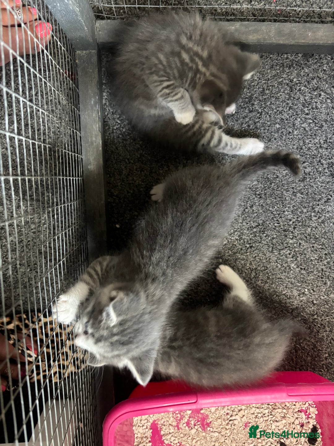 Mixed Breed cats for sale: Beautiful grey kittens - Image 3