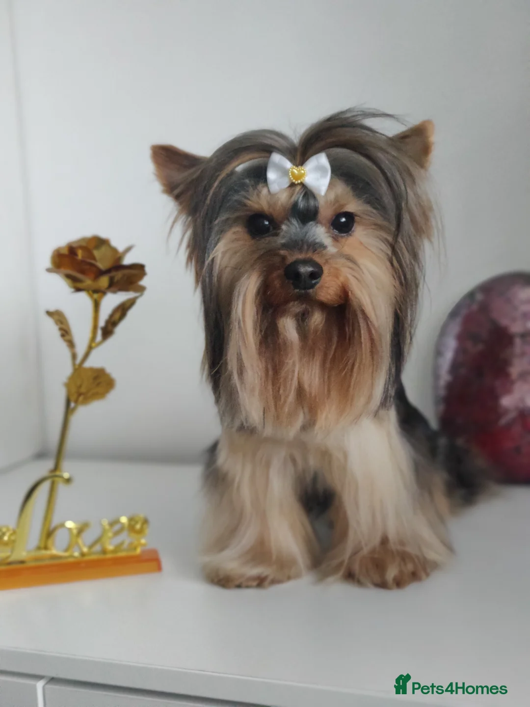 Yorkshire Terrier dogs for stud: Pedigree Yorkshire terrier for stud in Hull - Advert 20