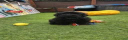Russian Black Terrier dogs for sale: 🐾Russian Black Terrier Puppies | Ready Now🐾 - Advert 17