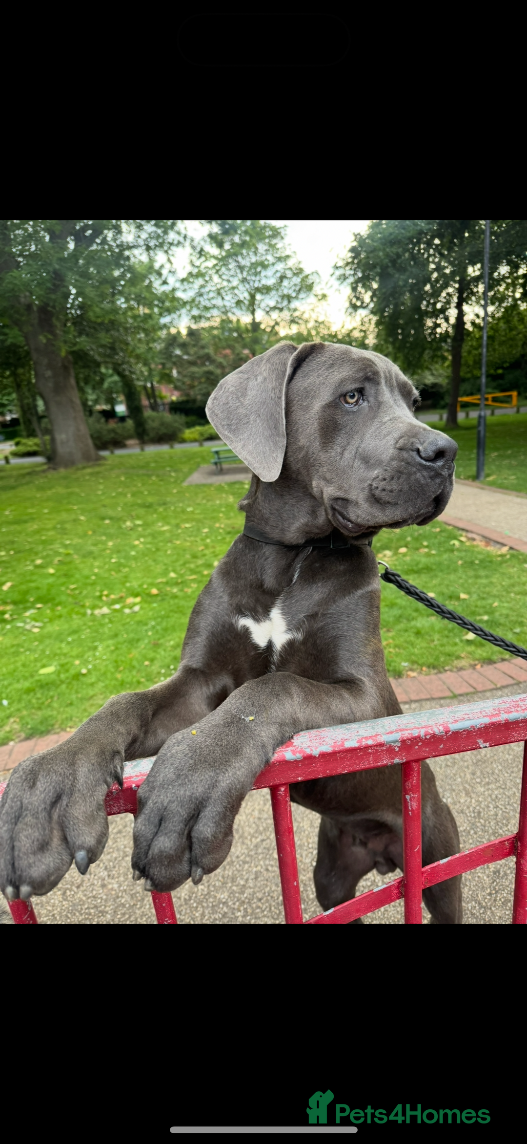 Cane Corso dogs for sale: Friendly Grey Cane Corso | Family Dog | Good Boy - Advert 2
