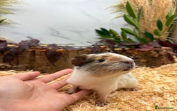 Guinea Pig rodents for sale: 🏡🐹 Multiple pretty Boys available 🐹🏡 - Image 15