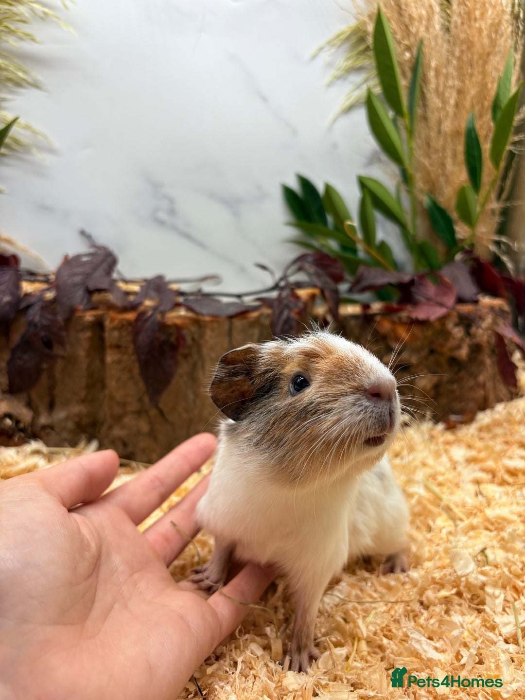 Guinea Pig rodents for sale: 🏡🐹 Multiple pretty Boys available 🐹🏡 - Image 15