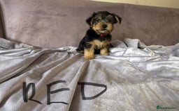 Yorkshire Terrier dogs for sale: Miniature Yorkshire Terrier  - Image 4