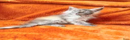 Maine Coon cats for sale: Maine coon kittens READY NOW  - Advert 3