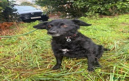 Mixed Breed dogs for adoption: Dagry - Norwich Norfolk  - Advert 10