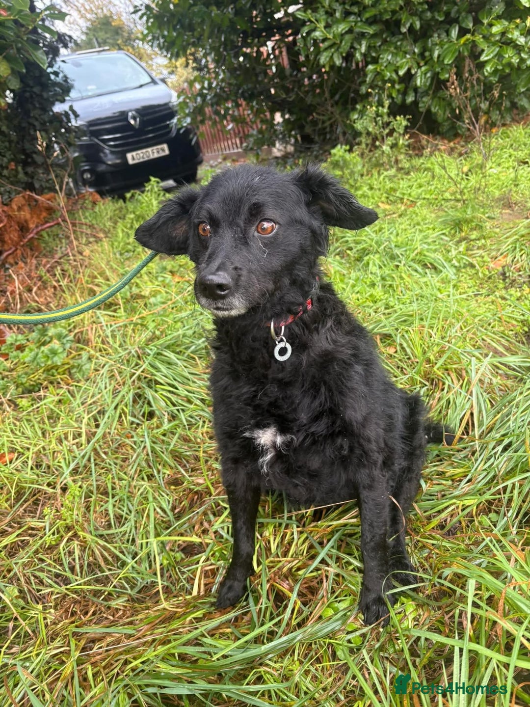 Mixed Breed dogs for adoption: Dagry - Norwich Norfolk  - Advert 10