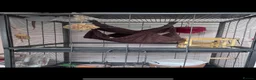 Rat rodents for sale:  OTTO & POE BONDED BROTHERS- 3 story cage included - Advert 9