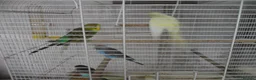 Budgerigars birds for sale: BEAUTIFUL BABY BUDGIES - Advert 3