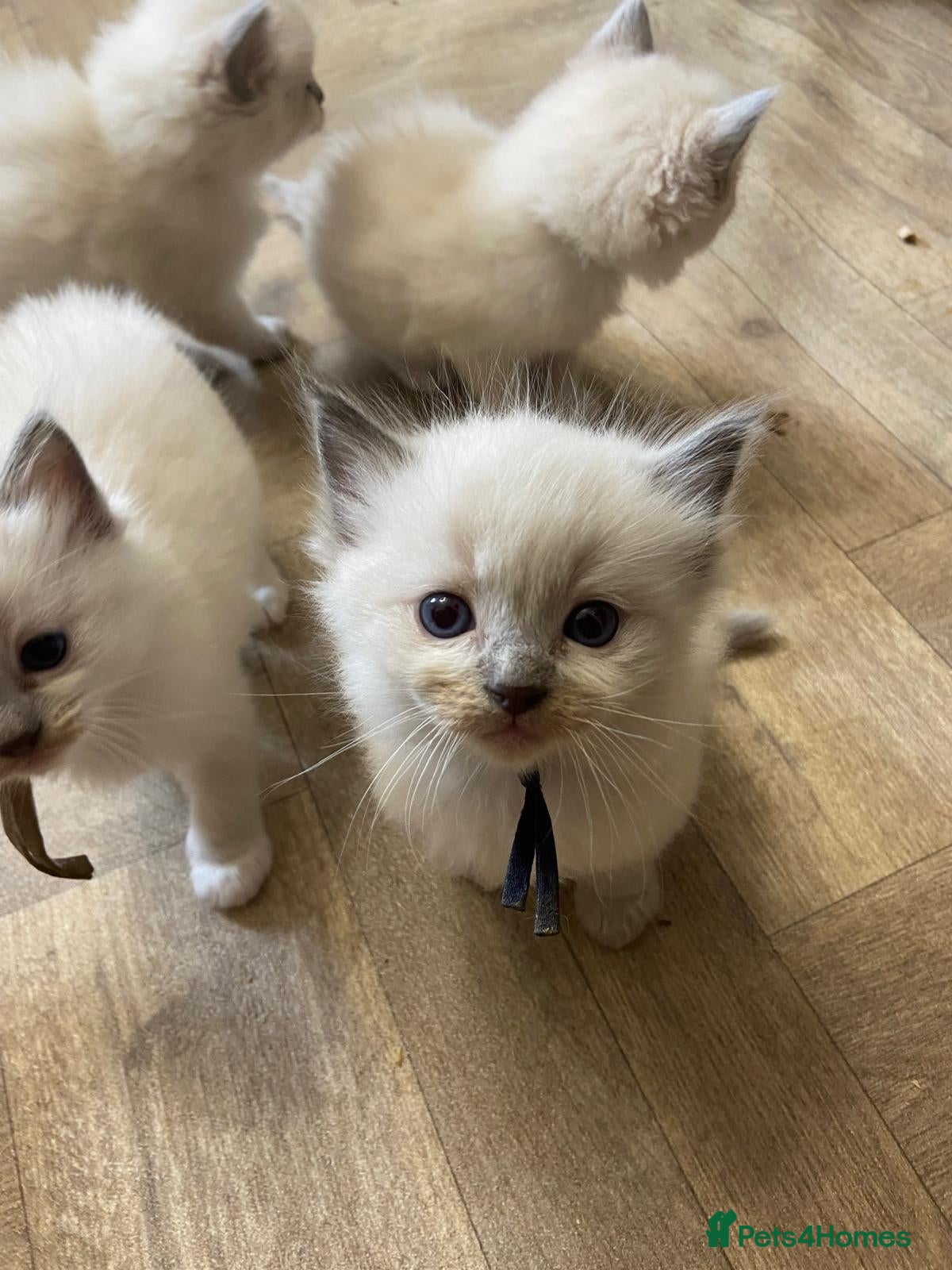 Ragdoll cats Stunning Ragdoll kittens blue point male/female - Advert 2