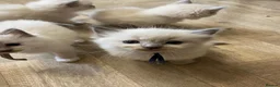 Ragdoll cats for sale: Stunning Ragdoll kittens blue point male/female in Hull - Advert 2