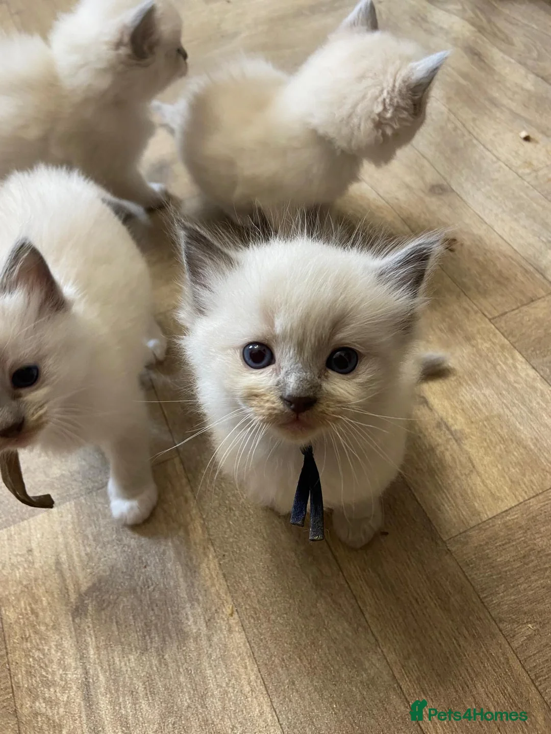 Ragdoll cats for sale: Stunning Ragdoll kittens blue point male/female in Hull - Advert 2