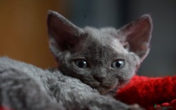 Devon Rex cats for sale: 💙 Devon Rex Female Kitten Available 💙 - Image 13