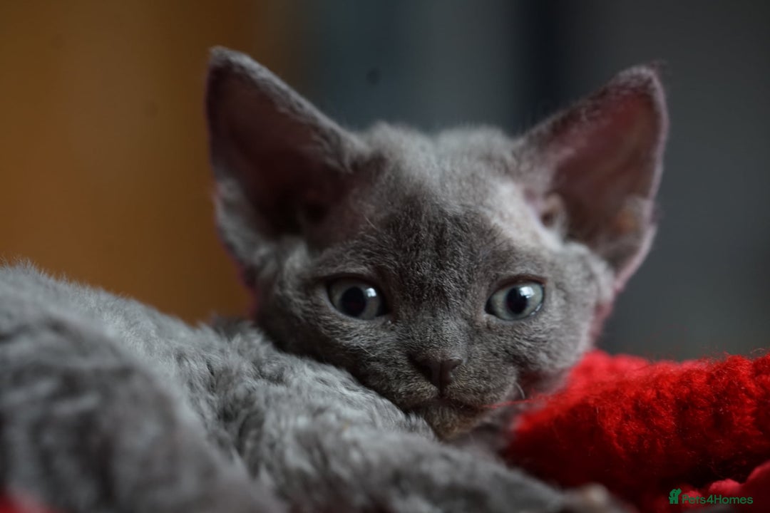 Devon Rex cats for sale: 💙 Devon Rex Female Kitten Available 💙 - Image 13