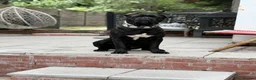 Cane Corso dogs for sale: Tyson  - Advert 3