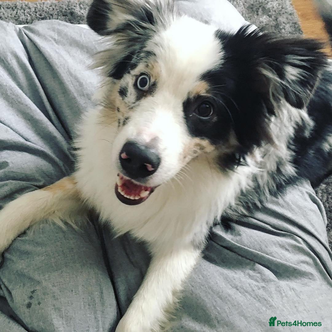 Australian Shepherd dogs Australian Shepherd For A New Home - Advert 4