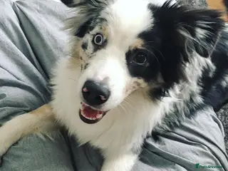 Australian Shepherd dogs Australian Shepherd For A New Home - Advert 4