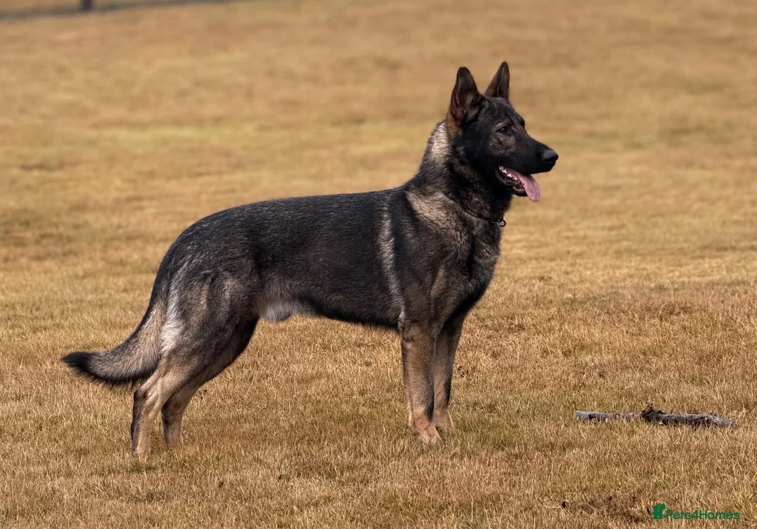 German Shepherd dogs for sale: German shepherd Puppies. KC REGISTERED  - Advert 2