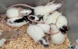 Rat rodents for sale: Baby Dumbo Rats FOR SALE - Advert 4