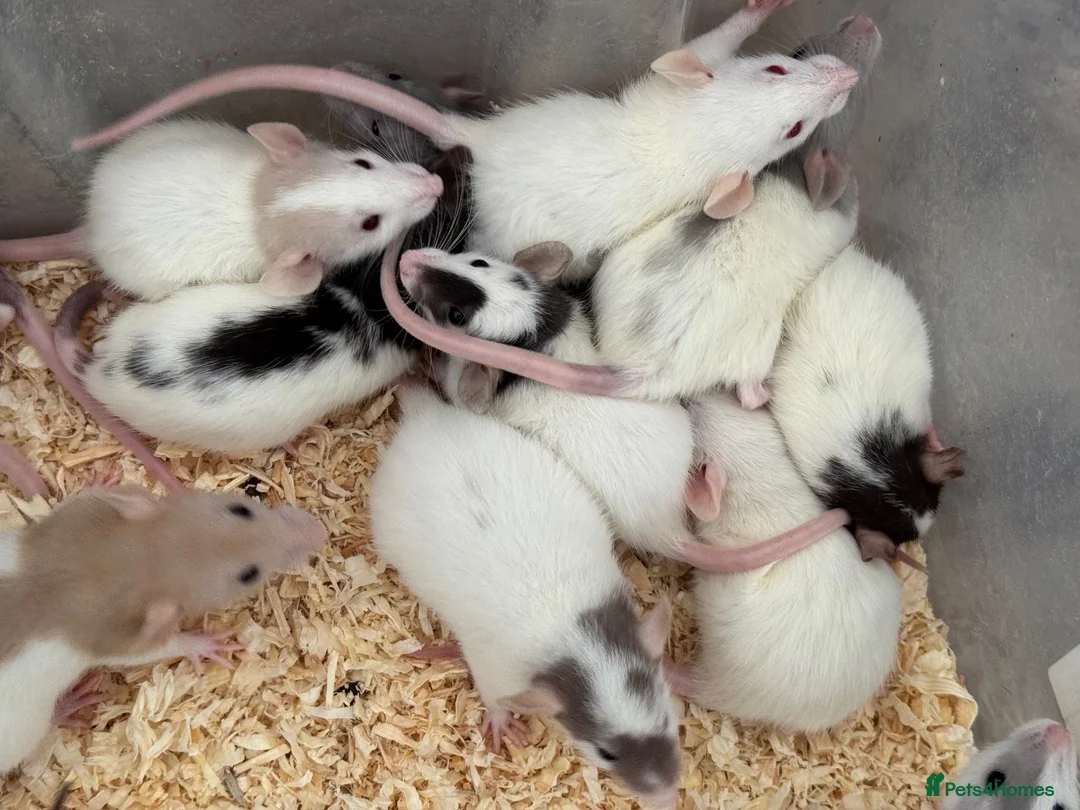 Rat rodents for sale: Baby Dumbo Rats FOR SALE - Advert 4