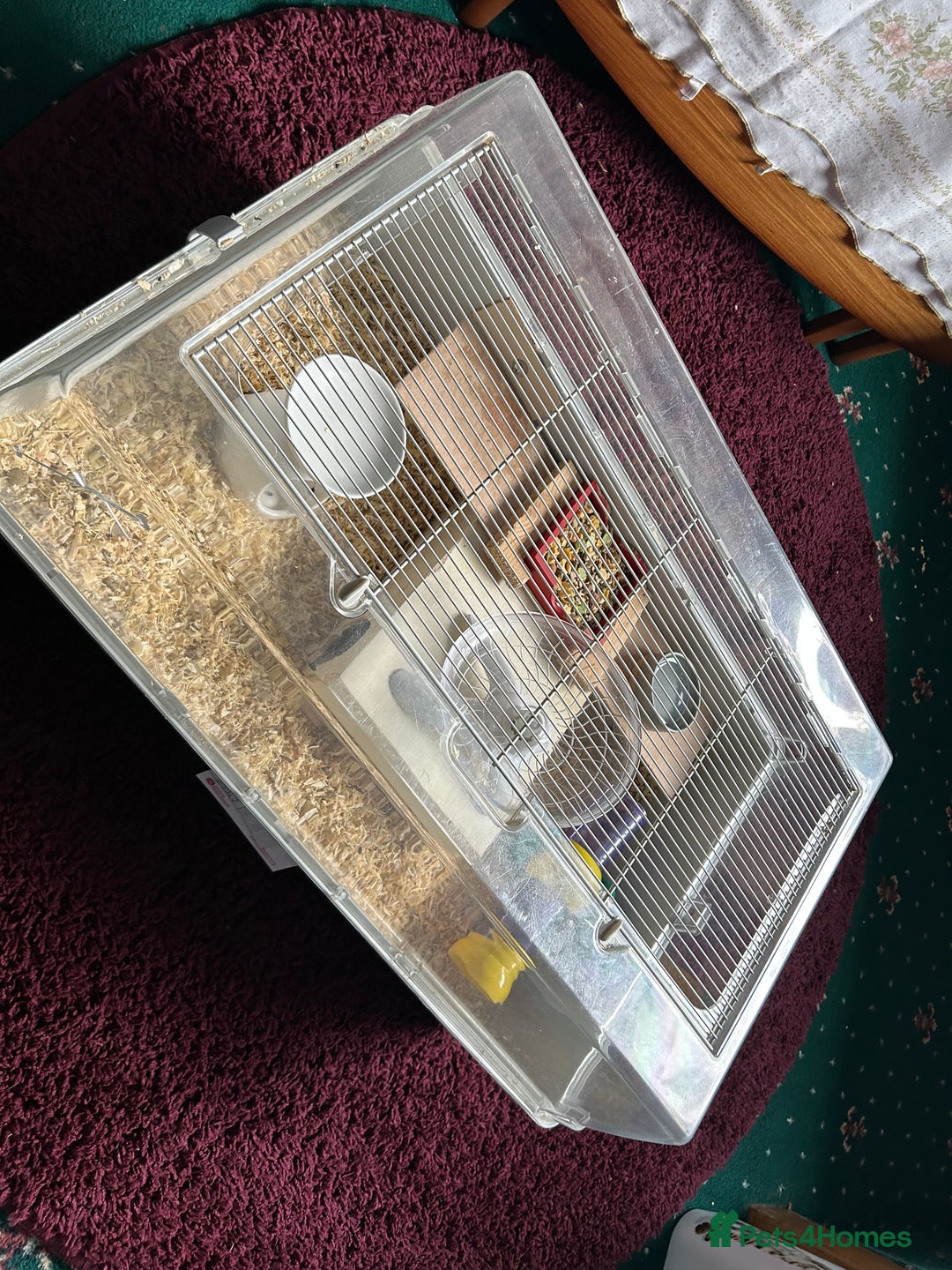 Gerbil rodents for sale: Male Gerbils - Image 2