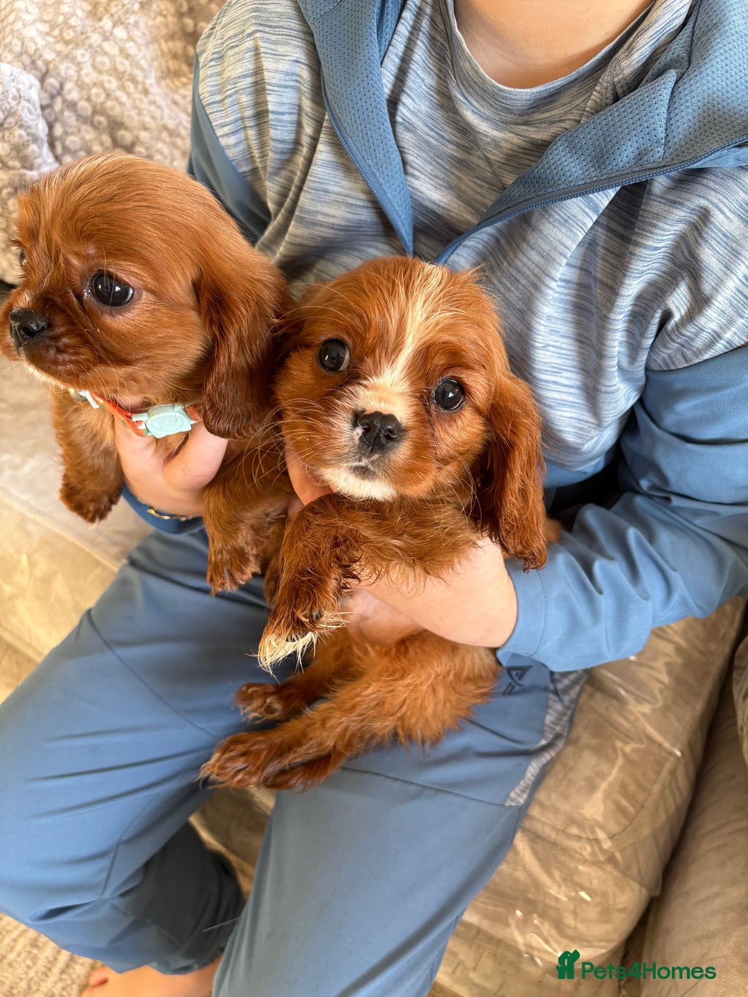 Cavalier King Charles Spaniel dogs for sale: Cavalier King Charles pups  - Advert 8
