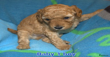 Mixed Breed dogs - Advert 8