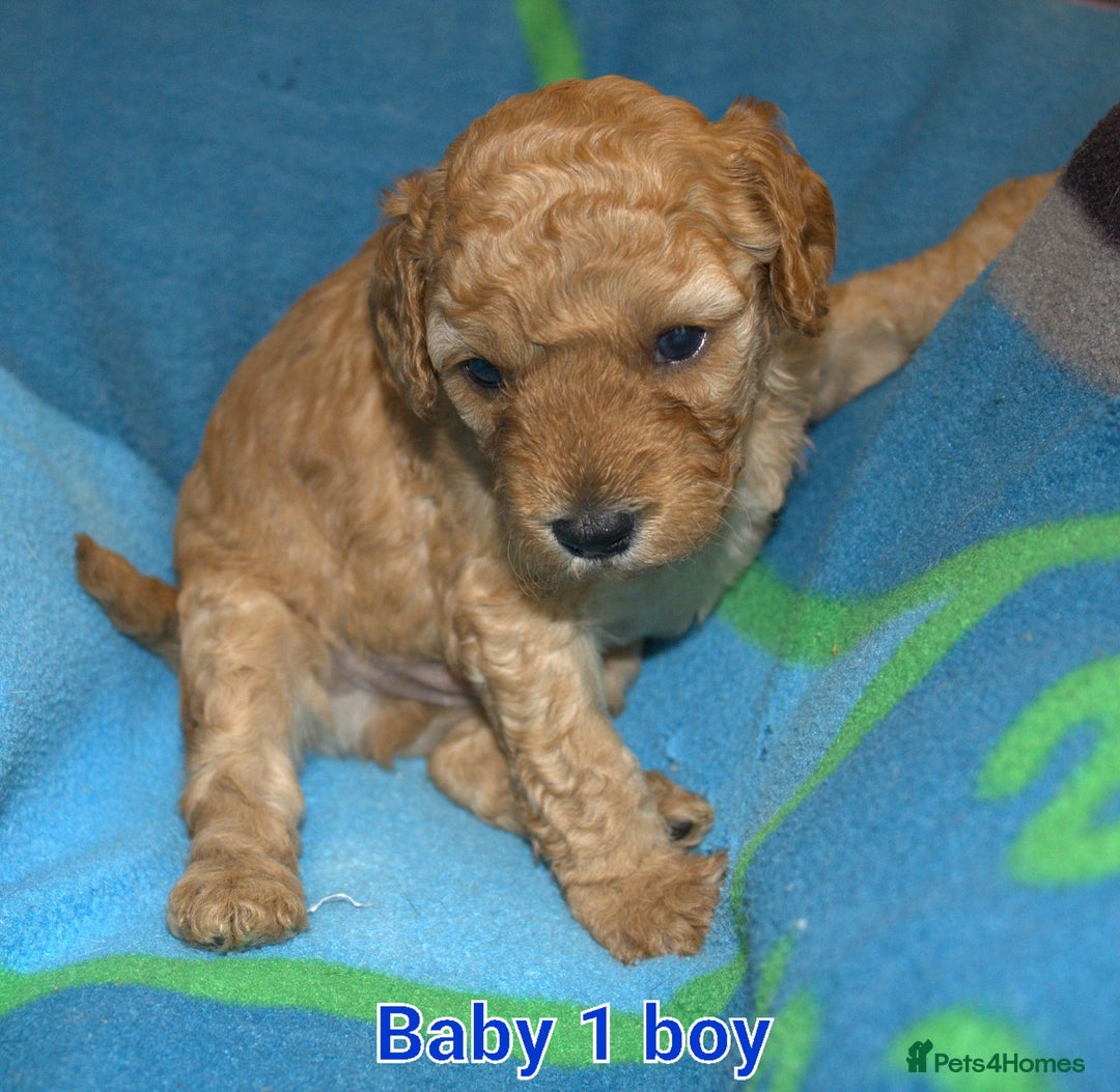 Mixed Breed dogs for sale: 4 boys 2 girls cavapoo x cockapoo puppies - Image 2