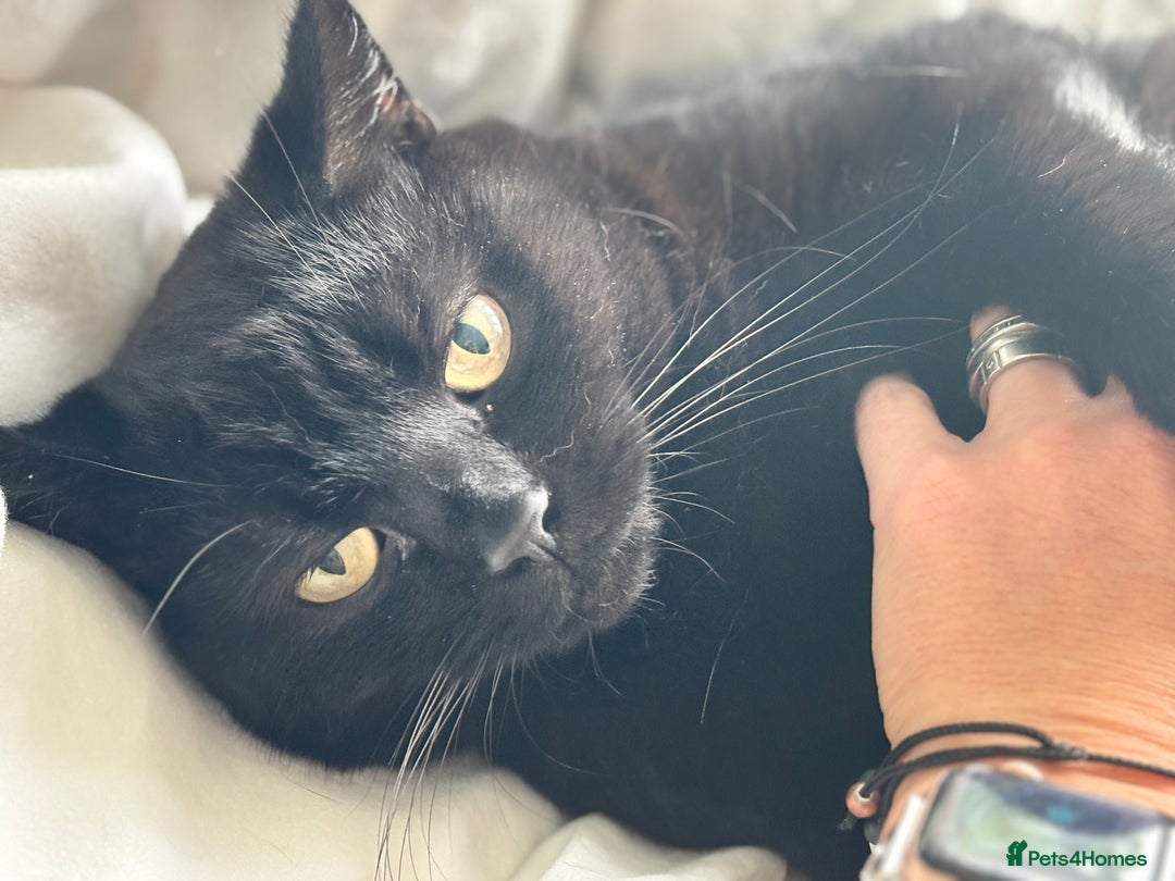 Ragdoll cats for sale: 🐾 Beautiful 4-YearOld Chocolate British Shorthair - Image 1
