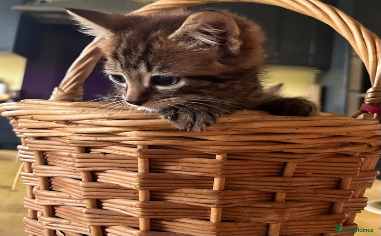 Mixed Breed cats - Advert 12