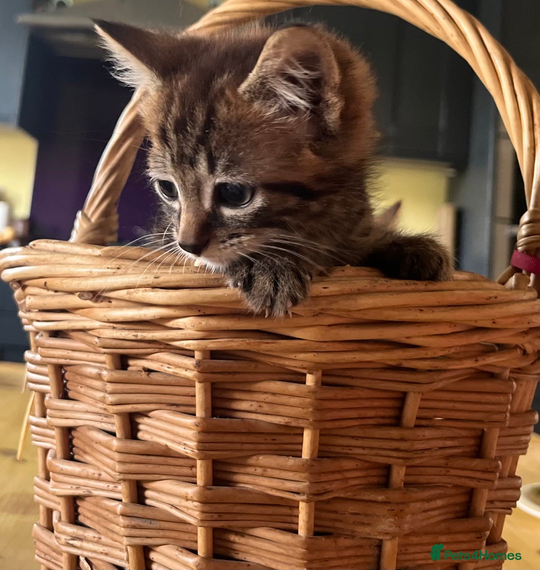 Mixed Breed cats for sale: Male mixed breed kittens - Image 1