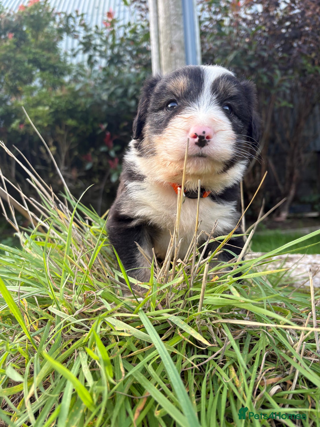 Bearded Collie dogs for sale: 🚨3/4 BEAUTIFUL BEARDIE PUPPIES 🚨 - Image 10