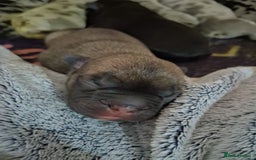 French Bulldog dogs for sale: 8 stunning french bulldogs - Advert 8