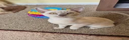 Burmese cats for sale: Gorgeous Pedigree Burmese Kittens - Advert 26