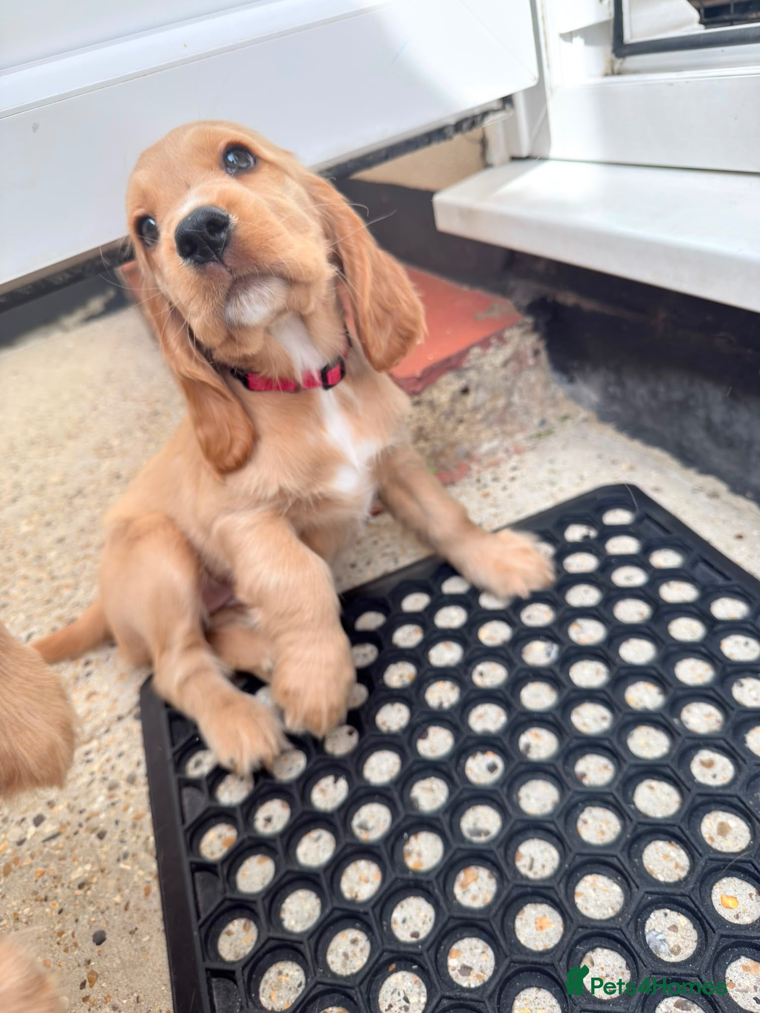 Cocker Spaniel dogs 🌟🌟🌟Beautiful English Gold Show Cocker Spaniel  - Advert 1