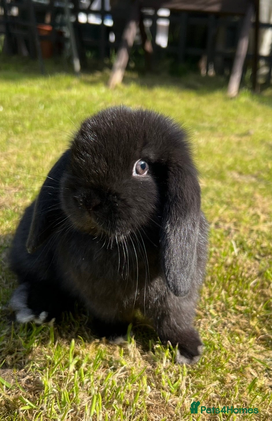 Mini Lop rabbits Mini Lop READY NOW last one 5th April  - Advert 10