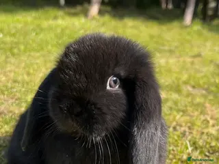 Mini Lop rabbits Mini Lop READY NOW last one 5th April - Advert 10