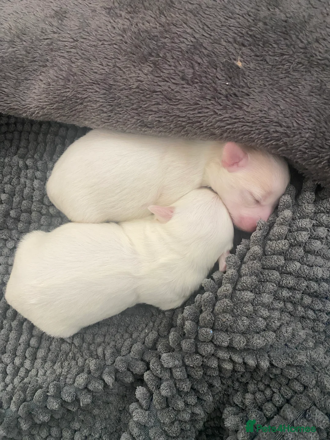 Coton De Tulear dogs for sale: Pure Coton de Tulear puppies  - Advert 12