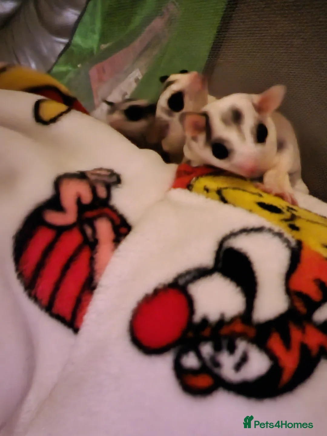 Sugar Glider rodents for sale: 3 sugars gliders with cage and accessories in Accrington - Advert 3
